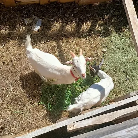 Jelen Κατάλυμα σε φάρμα *