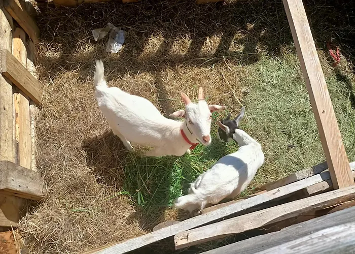 Jelen Κατάλυμα σε φάρμα *